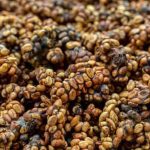 Luwak Fermentation Results
