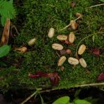 Binturong Fermentation Results