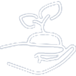 Coffee beans from organic garden